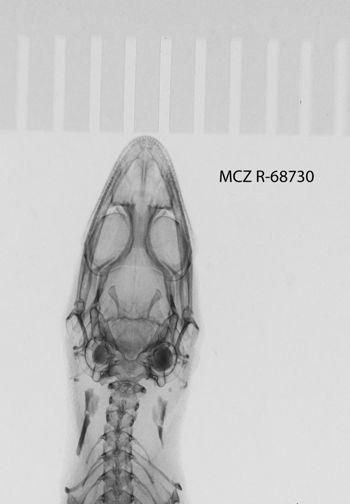 Media type: image;   Herpetology R-68730